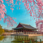 Gyeongbokgung Palace With Cherry Blossom In Spring,Seoul,South Korea. Gyeongbokgung Palace With Cherry Blossom In Spring,Seoul,South Korea.